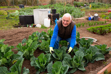 Elderly gardener engaged in cultivation of organic vegetables, checking young cabbages in his kitchen garden