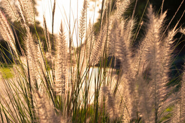 Duster bush backlit by the sun at dusk.