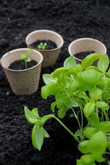 peat pots with sprouts and basil plant on soil texture background
