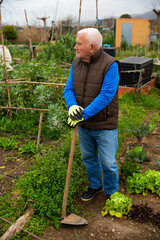Portrait of senior man gardener during working at land garden outdoor