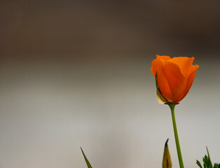 Fototapeta premium Single california poppy with background of of focus 