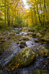 Streams in Virginia during the Fall