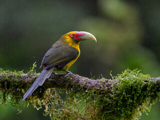 Saffron Toucanet portrait on mossy stick on rainy day against green background