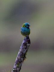 Green-headed Tanager on stick on rainy day in Atlantic Rainforest