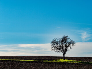 Einzelner Obstbaum im Feld
