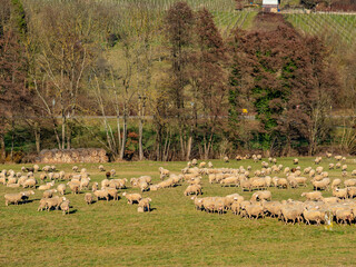 Große Schafherde auf der Weide