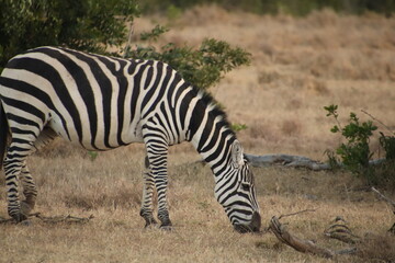 Fototapeta na wymiar Kenia Wildlife und Natur