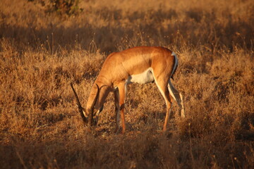 Kenia Wildlife und Natur Antilope Essen