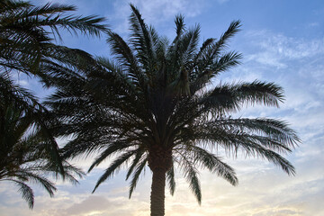 Fototapeta na wymiar Beautiful green coconut palm trees on tropical beach against evening sky. Summer vacation concept