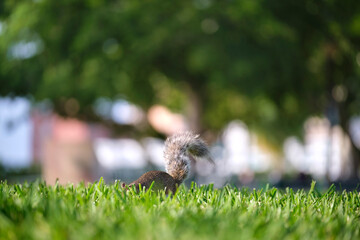 Beautiful wild gray squirrel in summer town park
