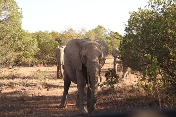 Obraz premium Kenia Wildlife und Natur Elefant