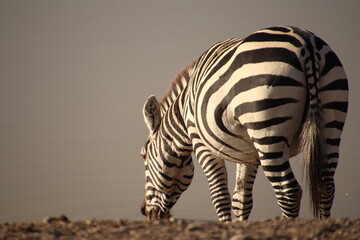 Kenia Wildlife und Natur Zebra Trinken