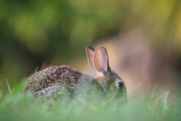 Grey small hare eating grass on summer field. Wild rabbit in nature