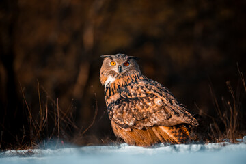 a view of an owl (bubo bubo) sitting in the middle of a meadow in the wild, Slovakia