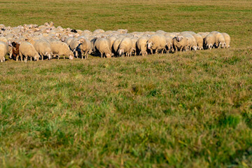 Große Schafherde auf der Weide