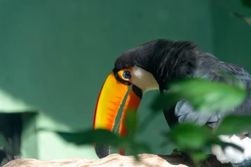 Dekokissen toucan in the zoo © reginaldo