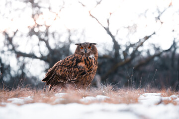 a view of an owl (bubo bubo) sitting in the middle of a meadow in the wild, Slovakia