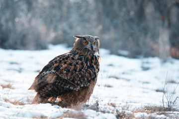 a view of an owl (bubo bubo) sitting in the middle of a meadow in the wild, Slovakia