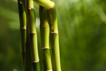 Green bamboo branches on blurred background