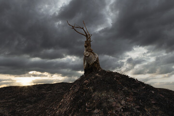 3D rendering of death tree on desiccated landscape