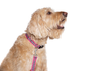 Studio shot of a cute dog on an isolated background