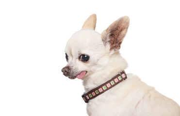 studio shot of a cute dog on an isolated background