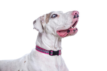 Studio shot of a cute dog on an isolated background
