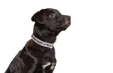 studio shot of a cute dog on an isolated background