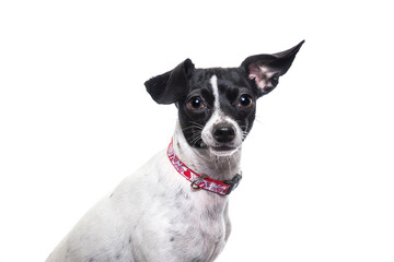 studio shot of a cute dog on an isolated background - 574093970