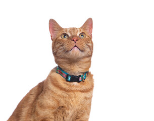 studio shot of a cute cat on an isolated background - 574093973
