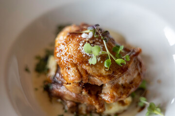 Pollo