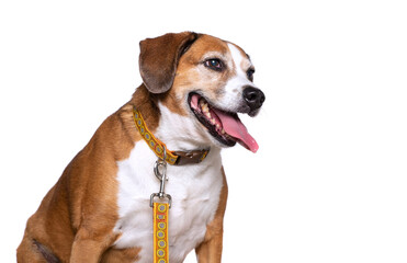 Studio shot of a cute dog on an isolated background