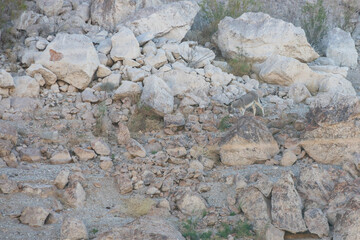 Wild donkey on a rocky hillside

