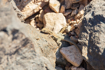 Small lizard sunning on a rock
