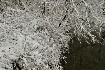 snow covered branches