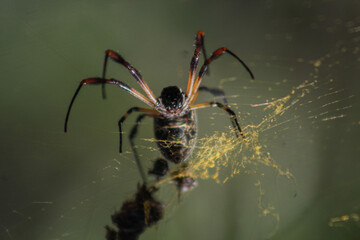 Closeup of exotic spider, in its golden web, with natural light