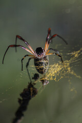 Closeup of exotic spider, in its golden web, with natural light