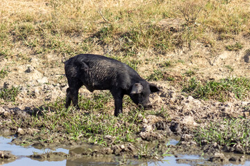 black pig in farm