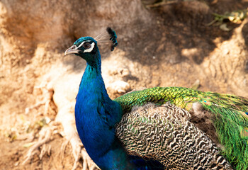 Obraz premium Beautiful portrait of a peafowl bird. Peacock head closeup on a blurred background