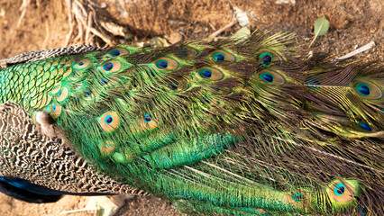 Peacock tail closed. Bird with beautiful feathers