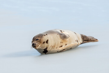 A large grey harp seal or harbor seal on white snow and ice looking upward with a sad face. The wild gray seal has long whiskers, light fur or skin, dark eyes, spotted fur and heart shaped nose.  