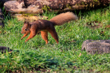 Red Squirrel