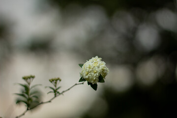 Closeup of bouquet of white flowers, with light of a cloudy day