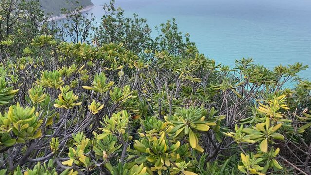 Sweeping view from the park of Sirolo at Mount Conero with its vigorous ridge descending to the water, the immense and peaceful body of the Adriatic Sea and some lush vegetation under a pristine sky