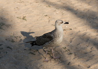 European herring gull (Larus argentatus). A young waterfowl on the sand by the sea. The chick.