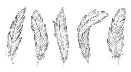 Set of bird feathers. Hand drawn illustration 