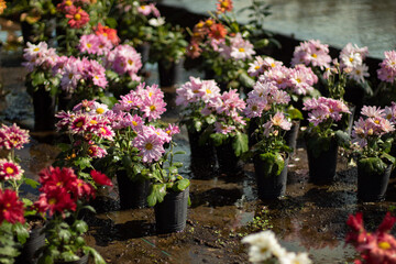 Colorful flowers with small water particles in them