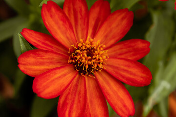 orange flower