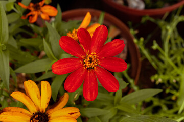 red and yellow flower
