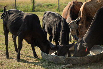 Black and brown cows eating together on a sunny day